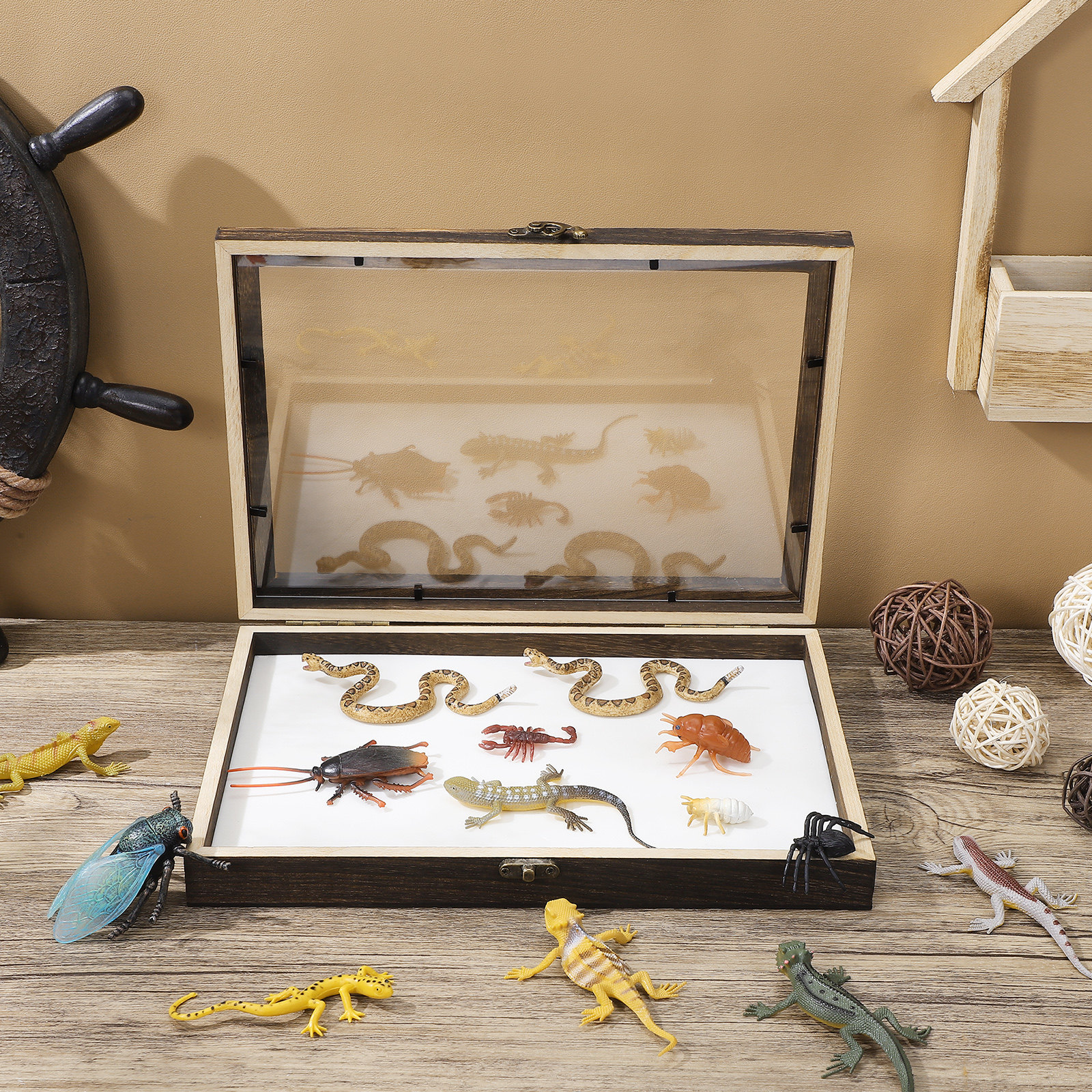 1Set Wood Specimen Storage Box - Frame Display Wood recensione e prezzo