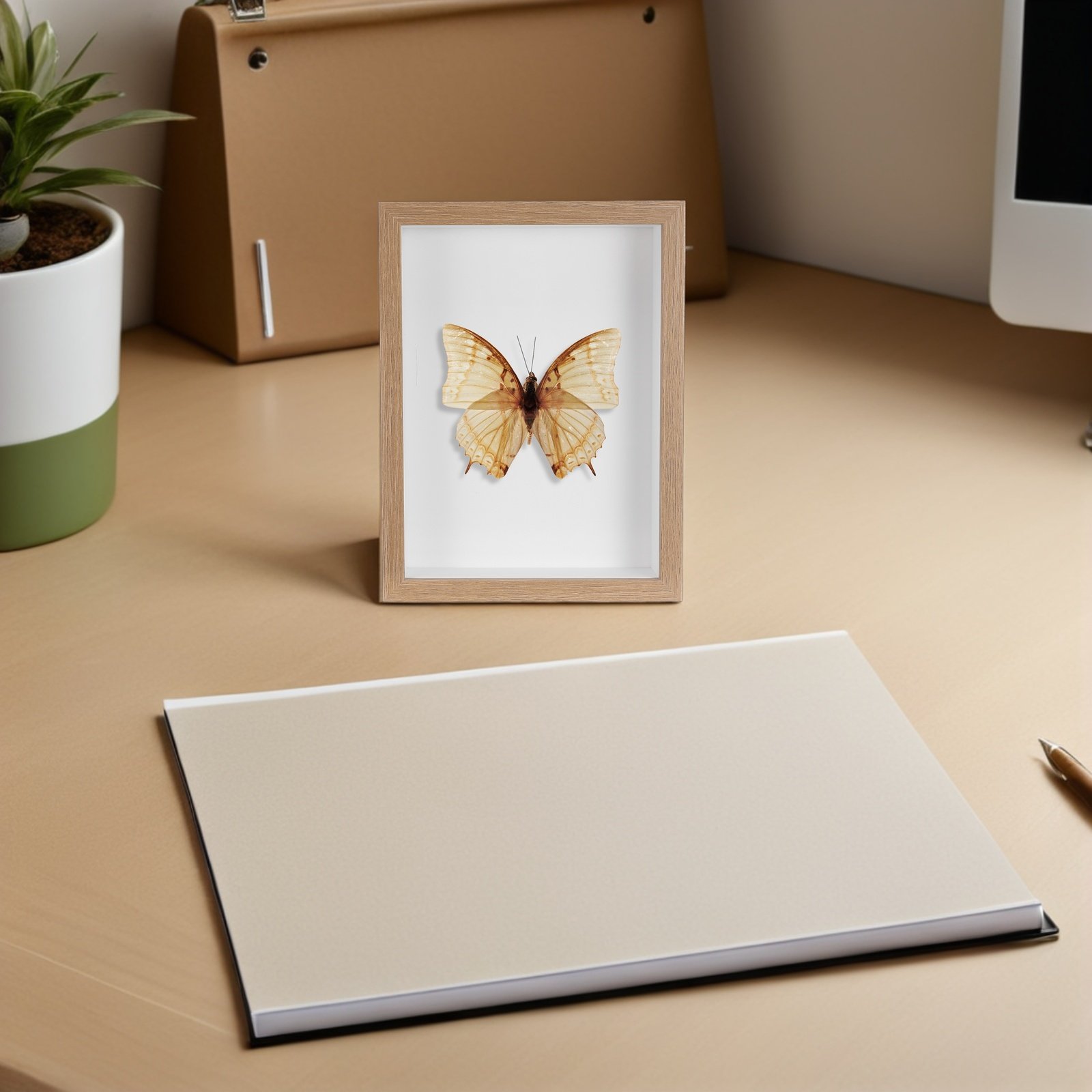 Wooden Framed Bug Display Case - Frame Display Wood recensione e prezzo