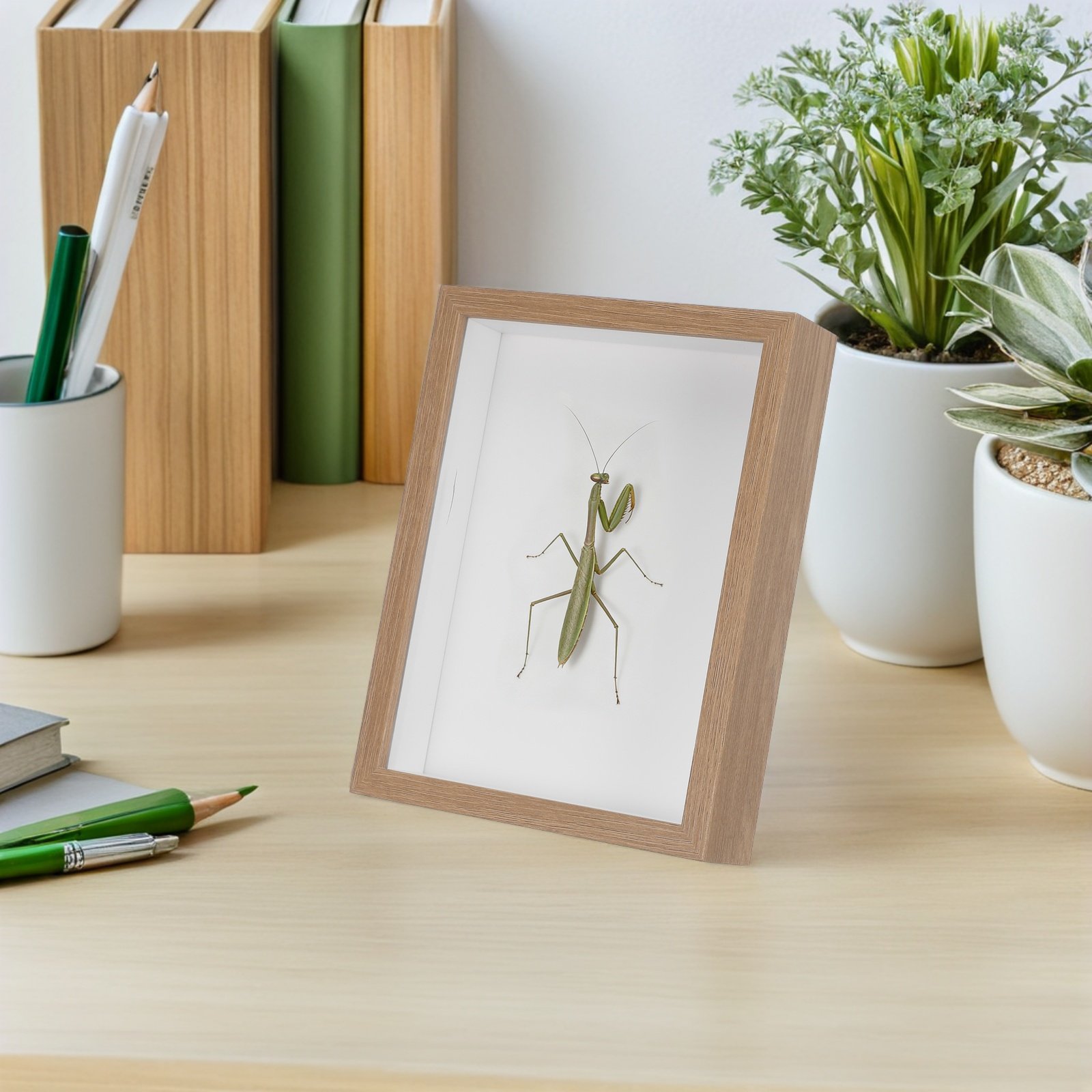 Wooden Framed Bug Display Case - Frame Display Wood recensione e prezzo
